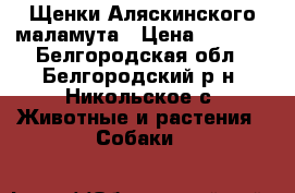 Щенки Аляскинского маламута › Цена ­ 7 000 - Белгородская обл., Белгородский р-н, Никольское с. Животные и растения » Собаки   